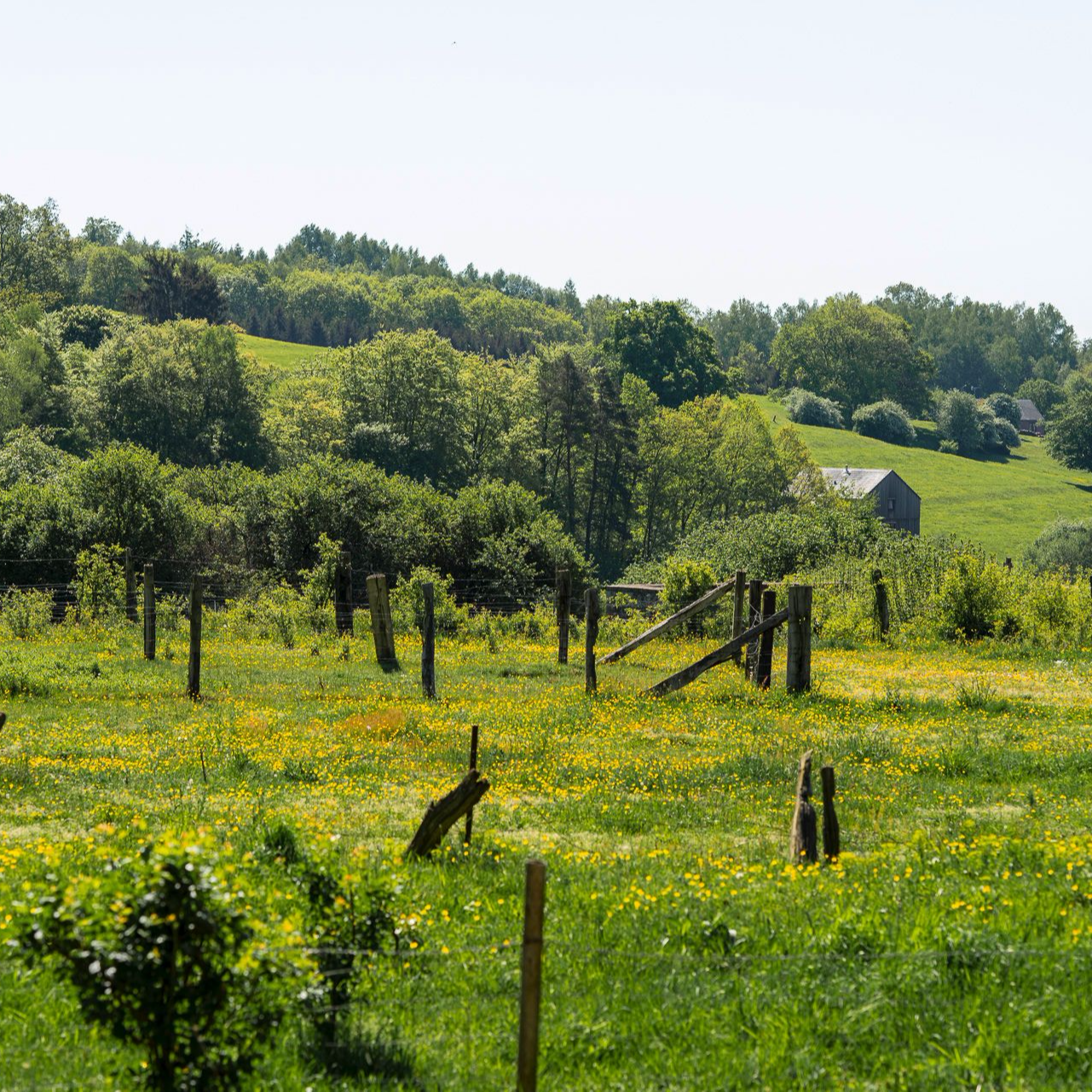 paysage riche en verdure